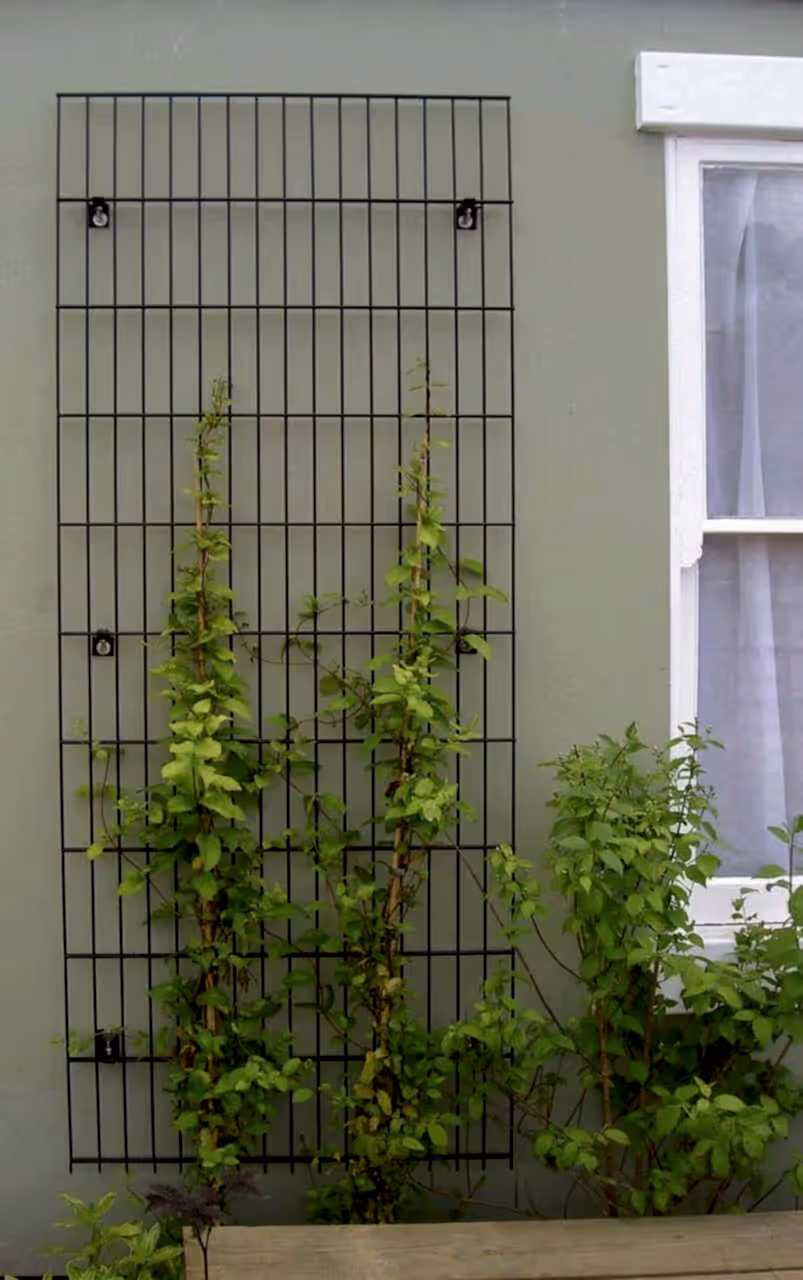 Metal Trellis for wall
