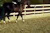 Equestrian Riding Arena Fence