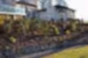 Agricultural wire fencing