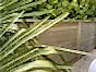 tongue-and-groove-fence-panels