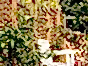 woven-garden-fence-panel