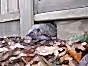 Hedgehog gravel board
