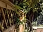 privacy diamond trellis
