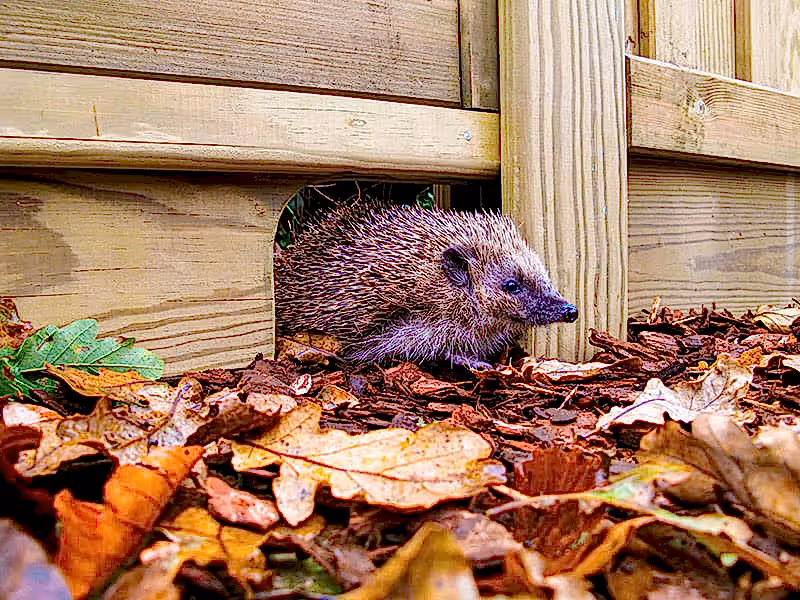 Hedgehog Friendly fencing