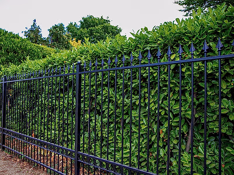 Ornamental Metal Fence and Hedge