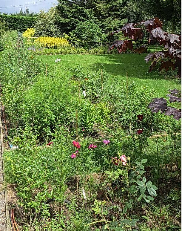 long view of planting before Works began