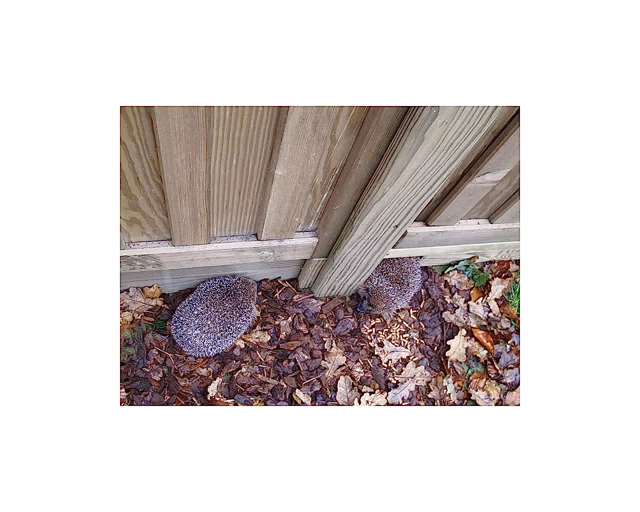 Hedgehog friendly garden