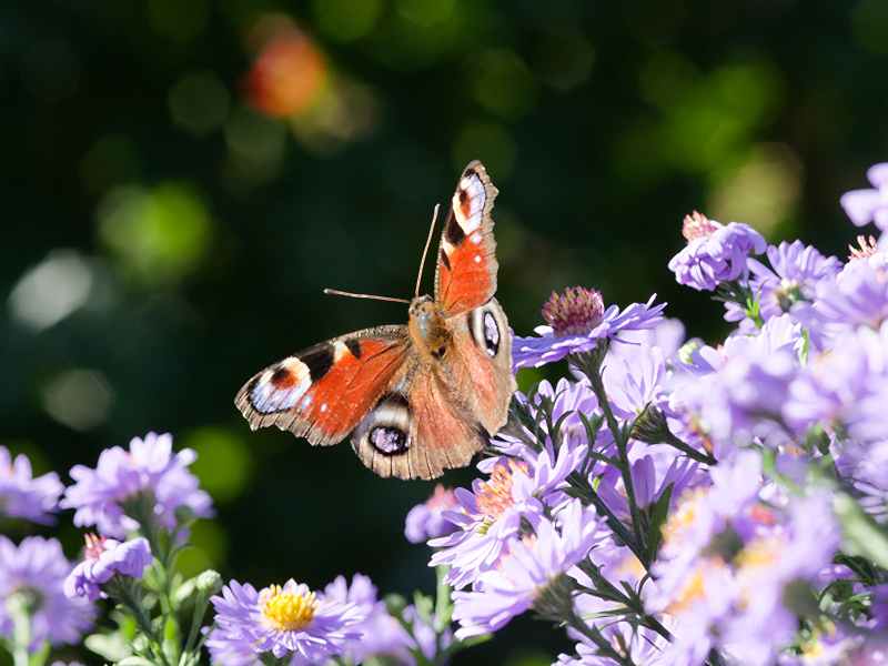 current garden trends