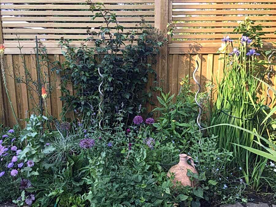 Best climbing plants
