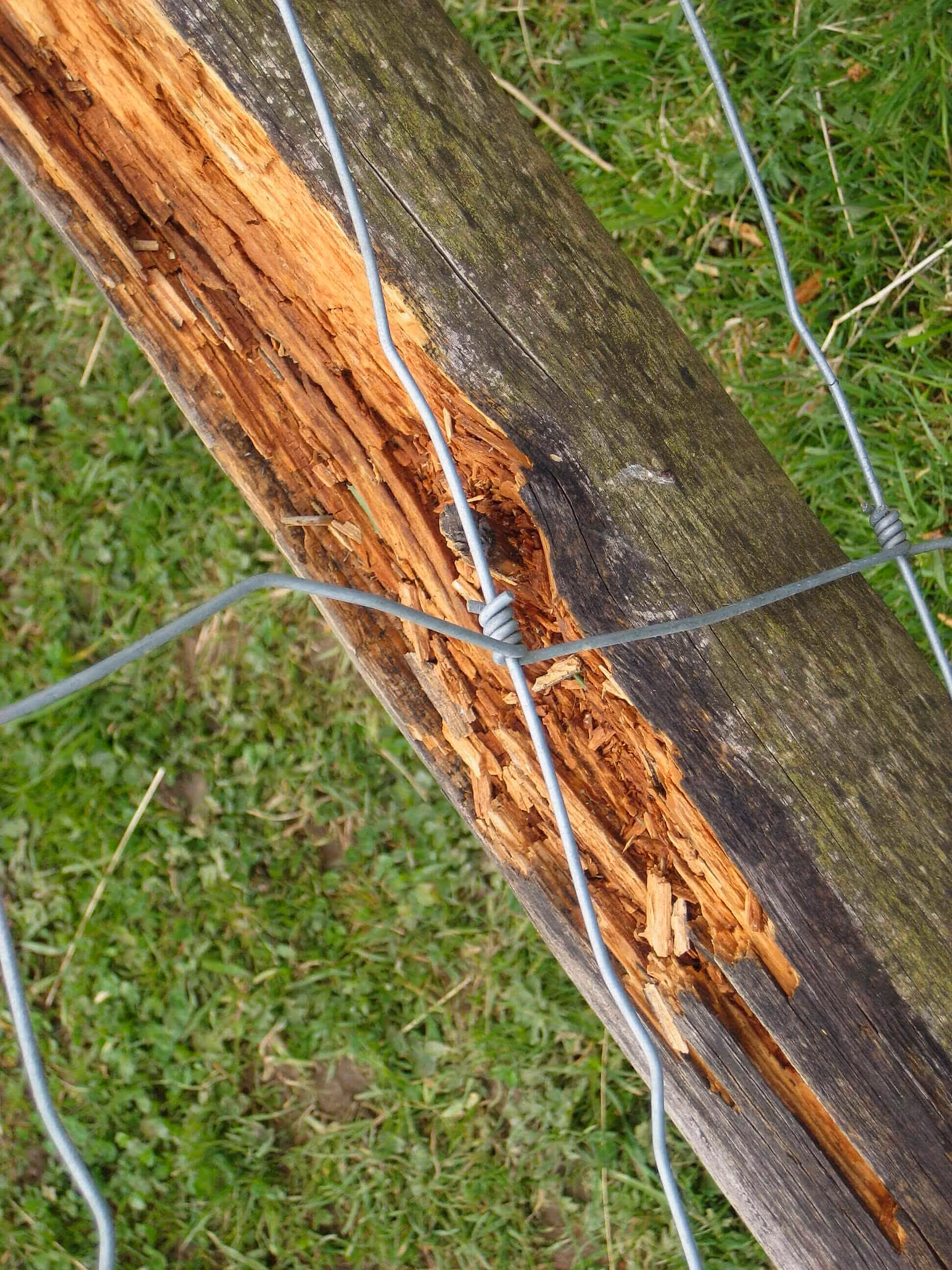 rotten rail