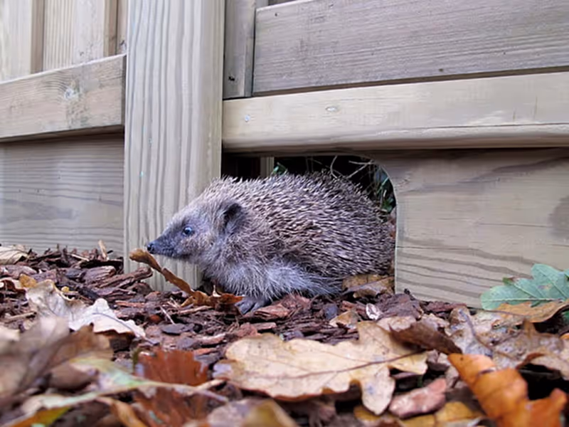 Hedgehog gravel board