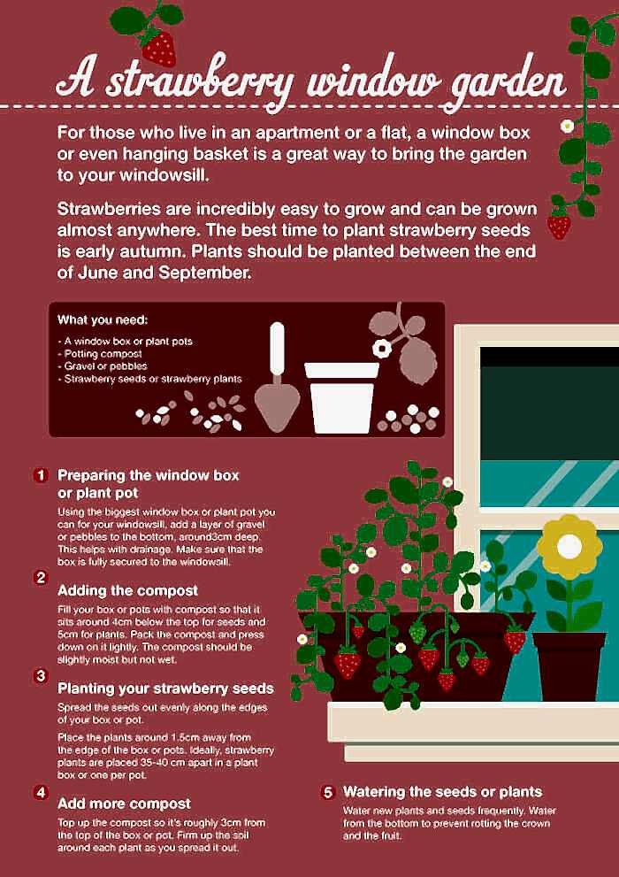 Infographic ideas grow strawberries