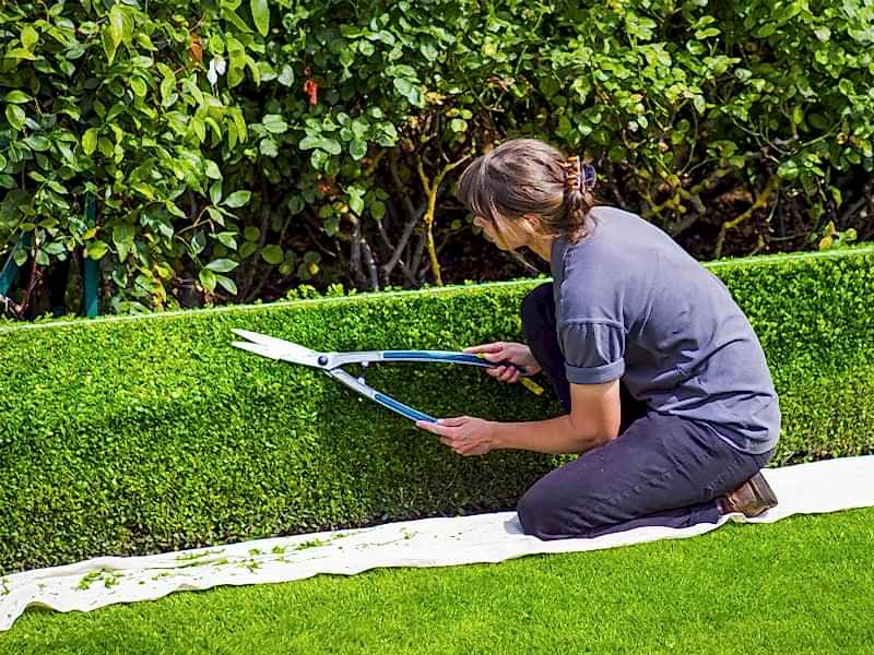 rhs national gardening week