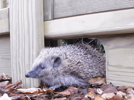 Hedgehog friendly gravel boards