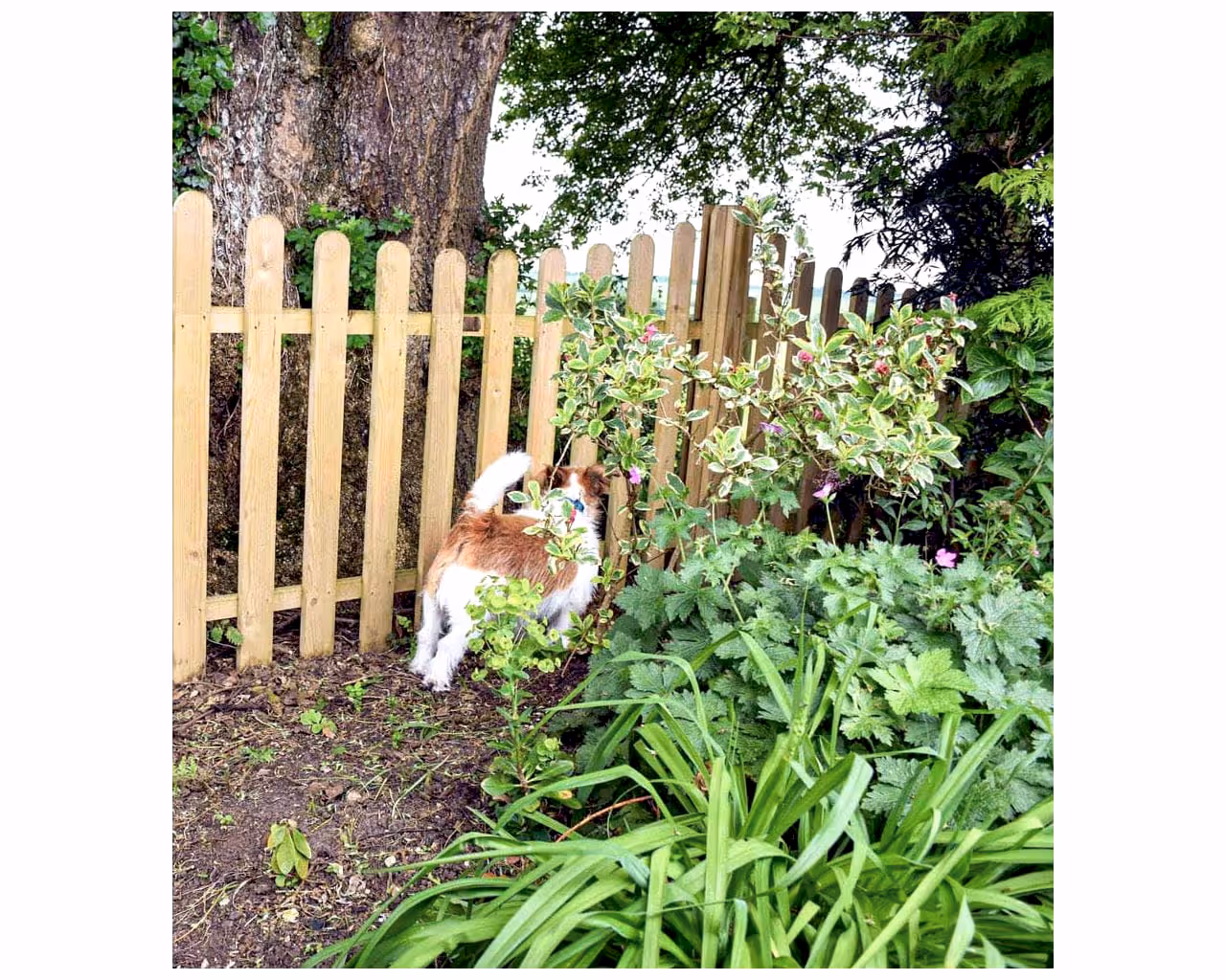 Fence for a dog