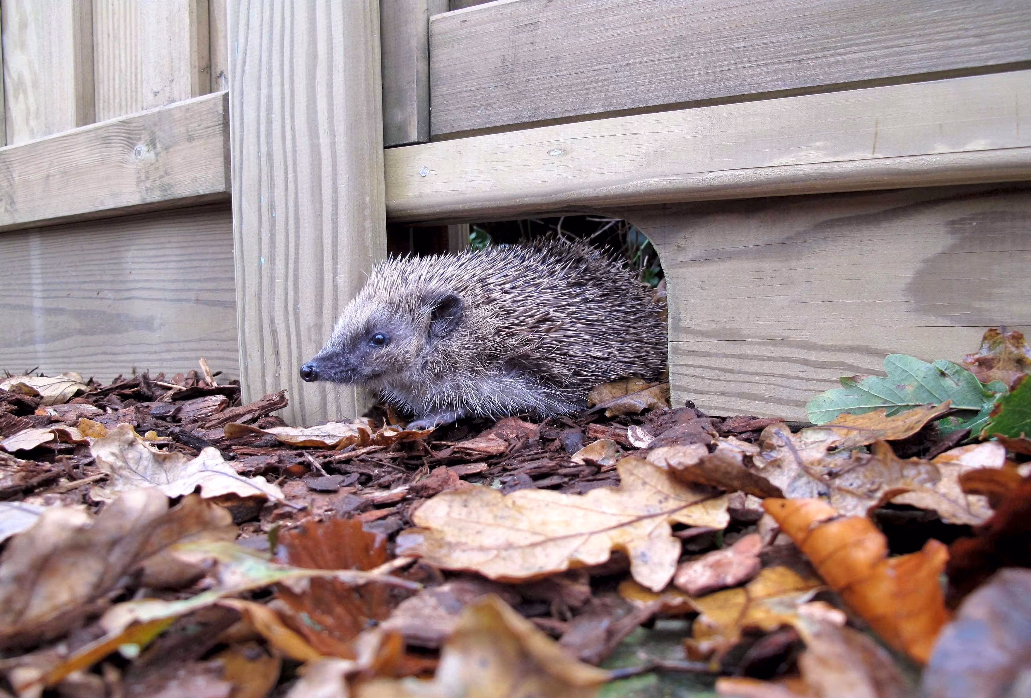 Hedgehog friendly garden