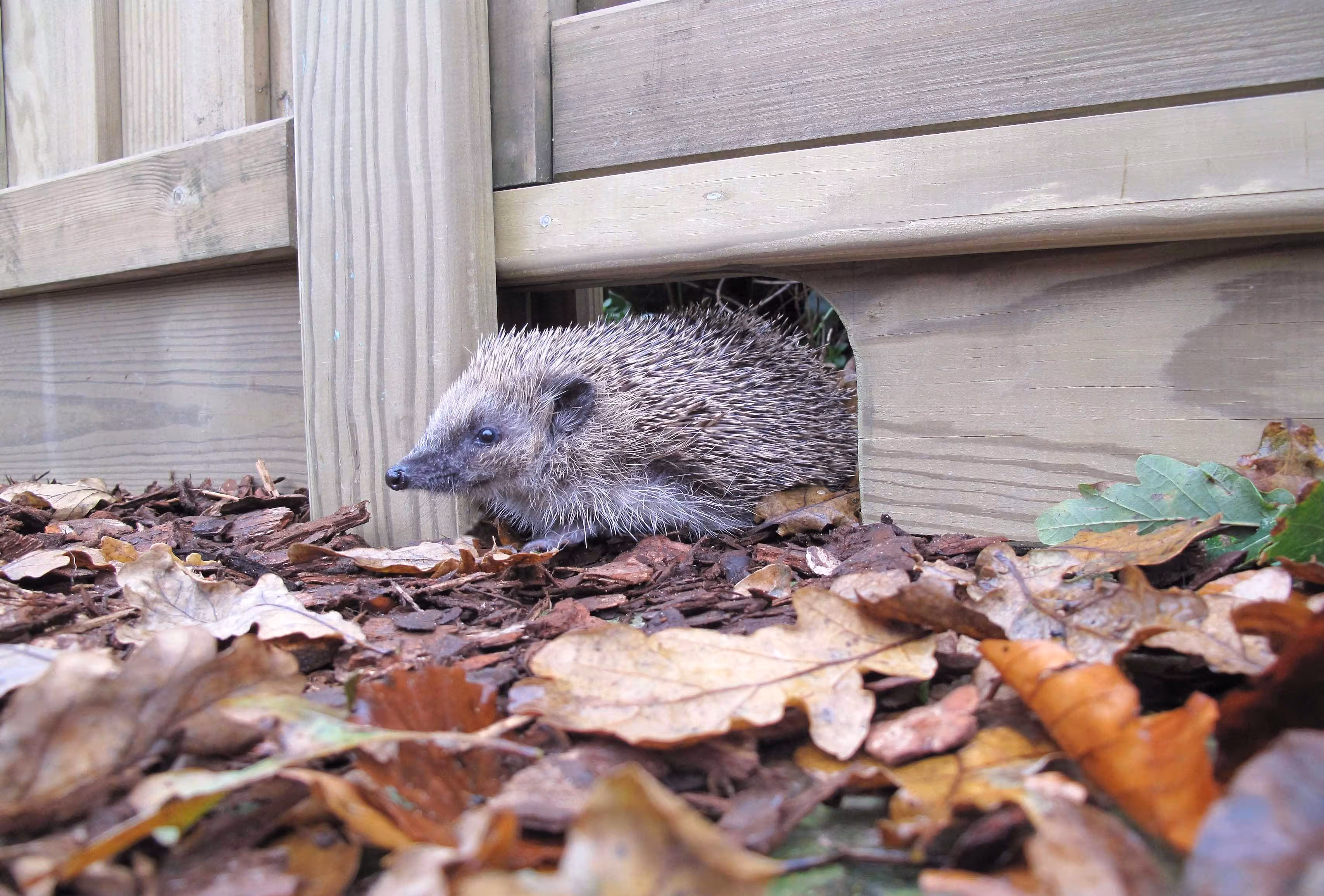 wildlife friendly fencing
