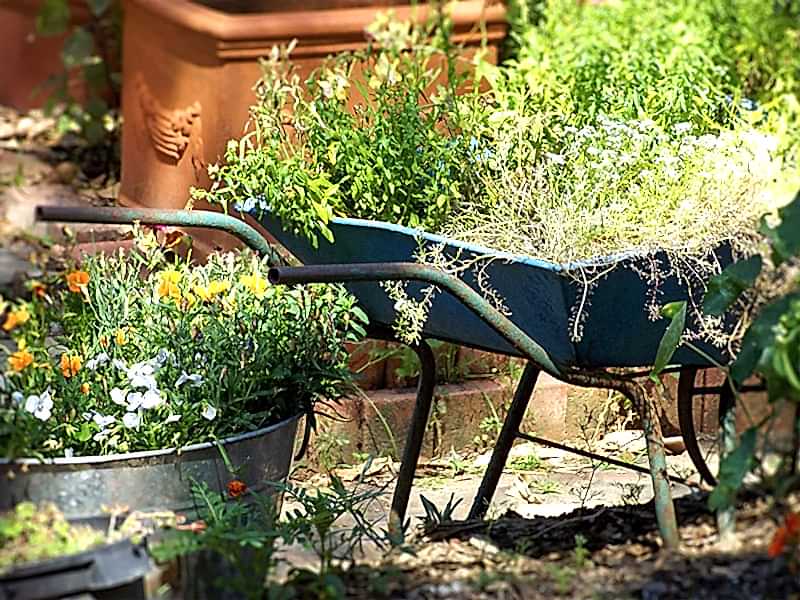 august gardening tips