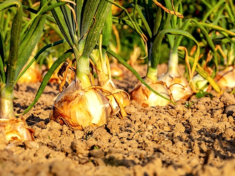 garden chores for august