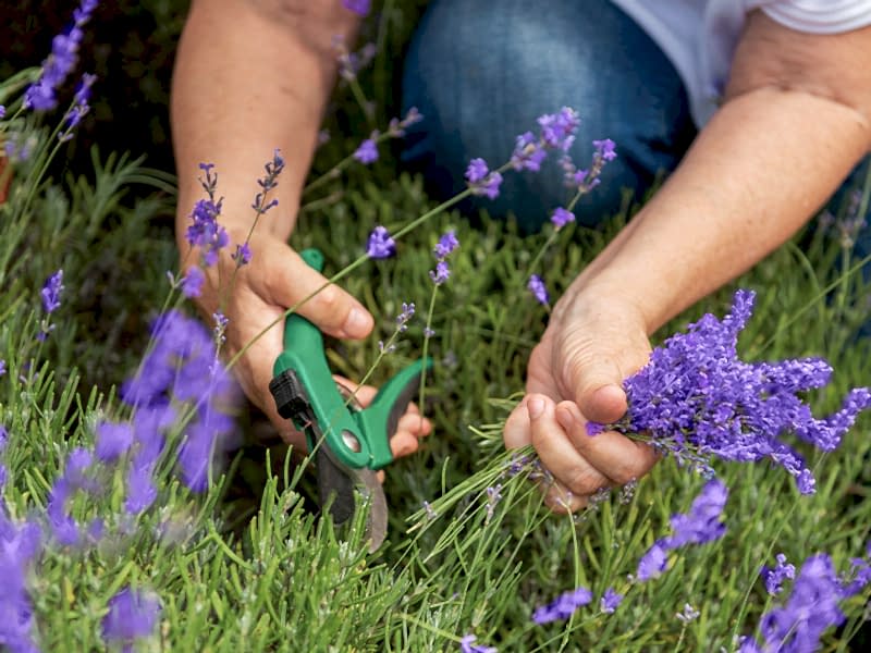 gardening in august