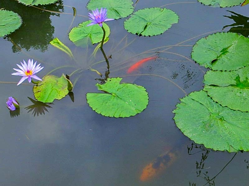 gardening jobs for august