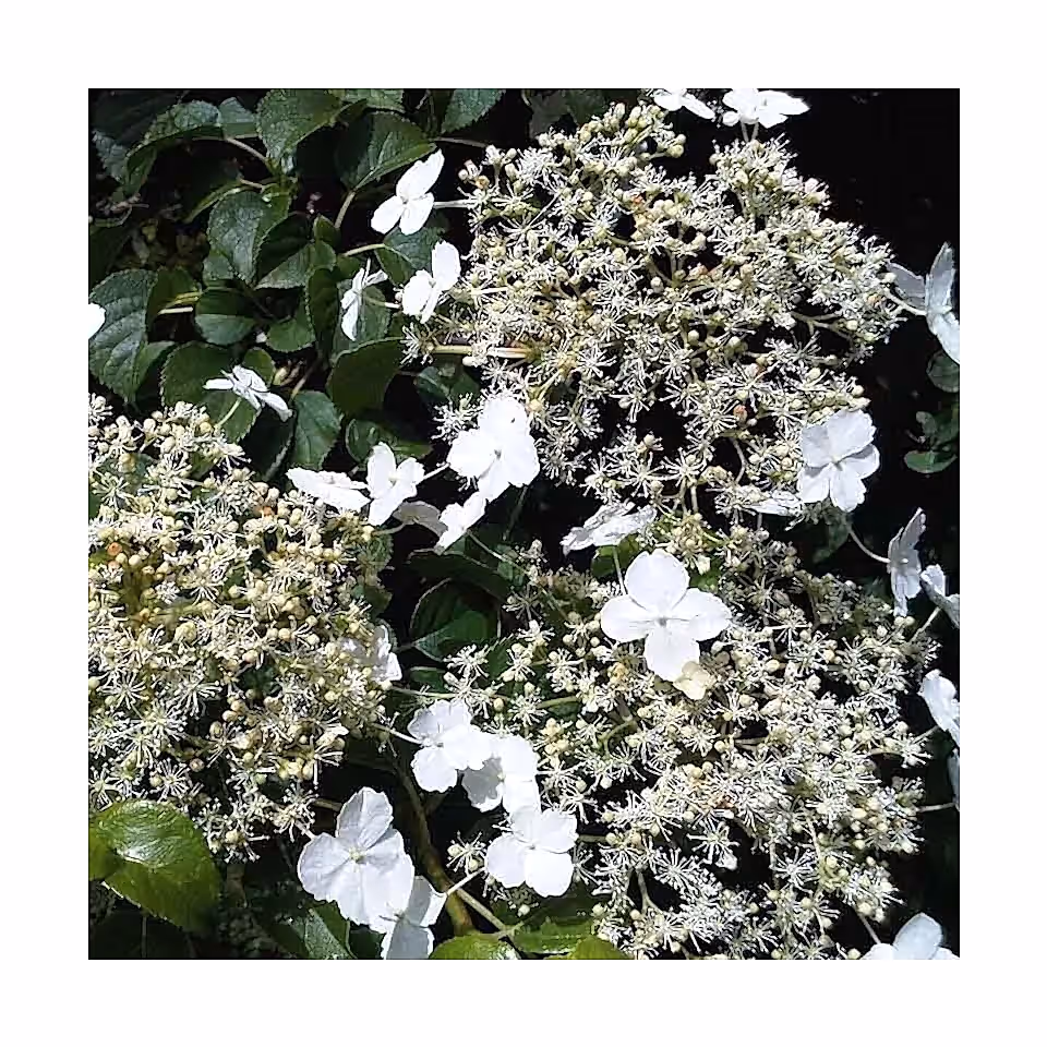 Best climbing plants