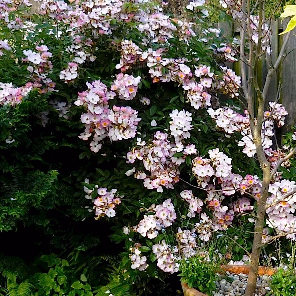 Climbing roses