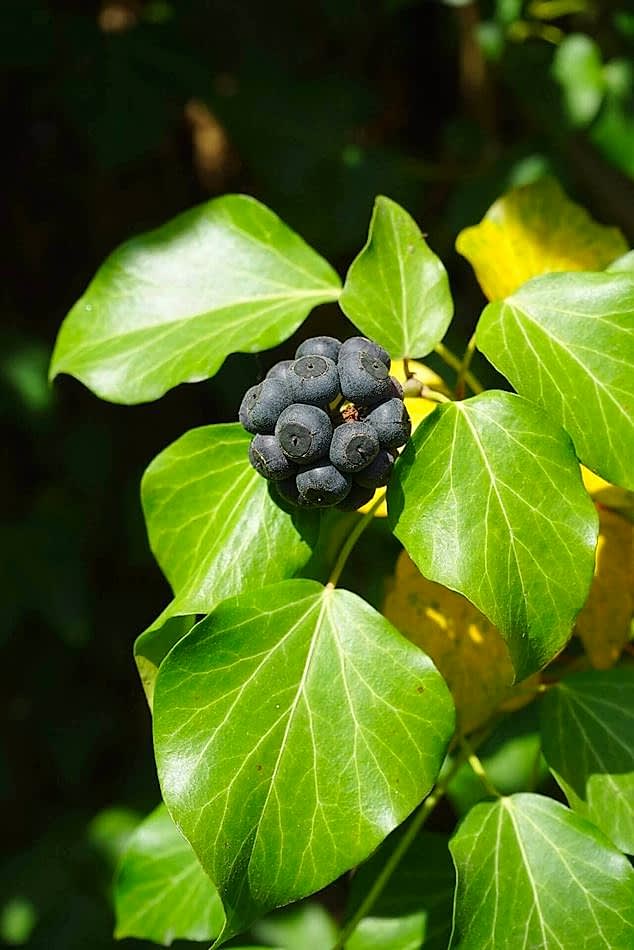 ivy berries in garden