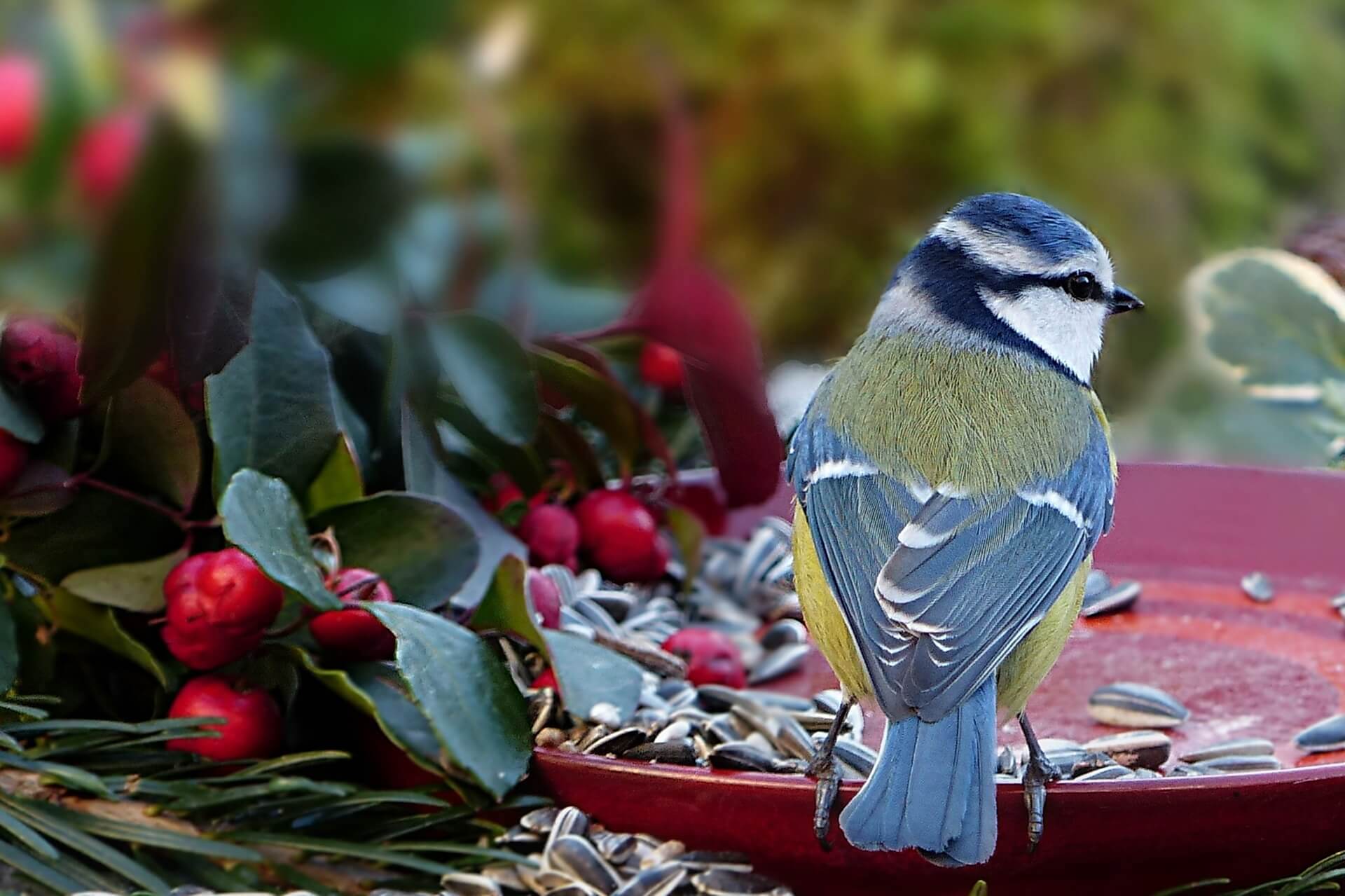 bird feeding