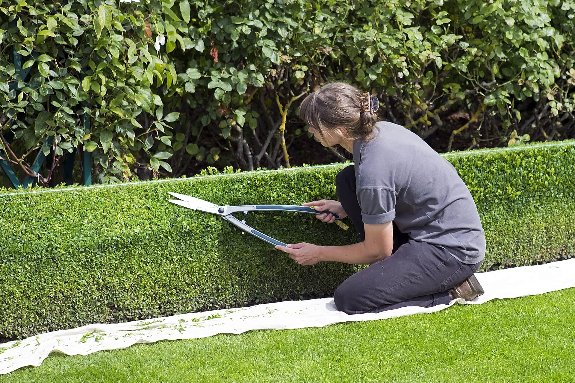 hedge cutting