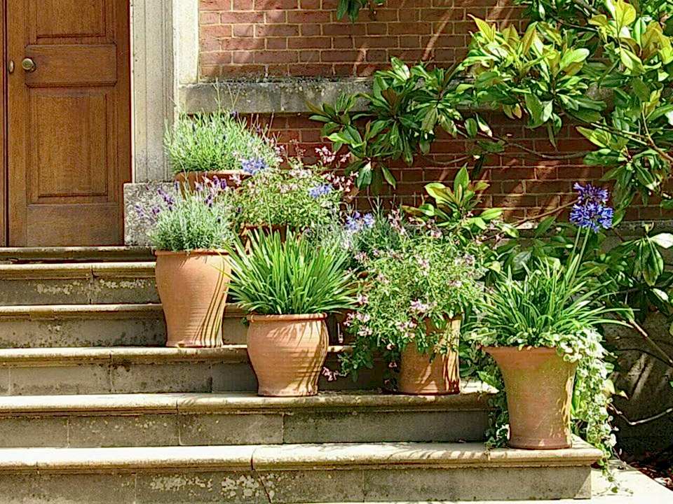 Plants pots on stairs