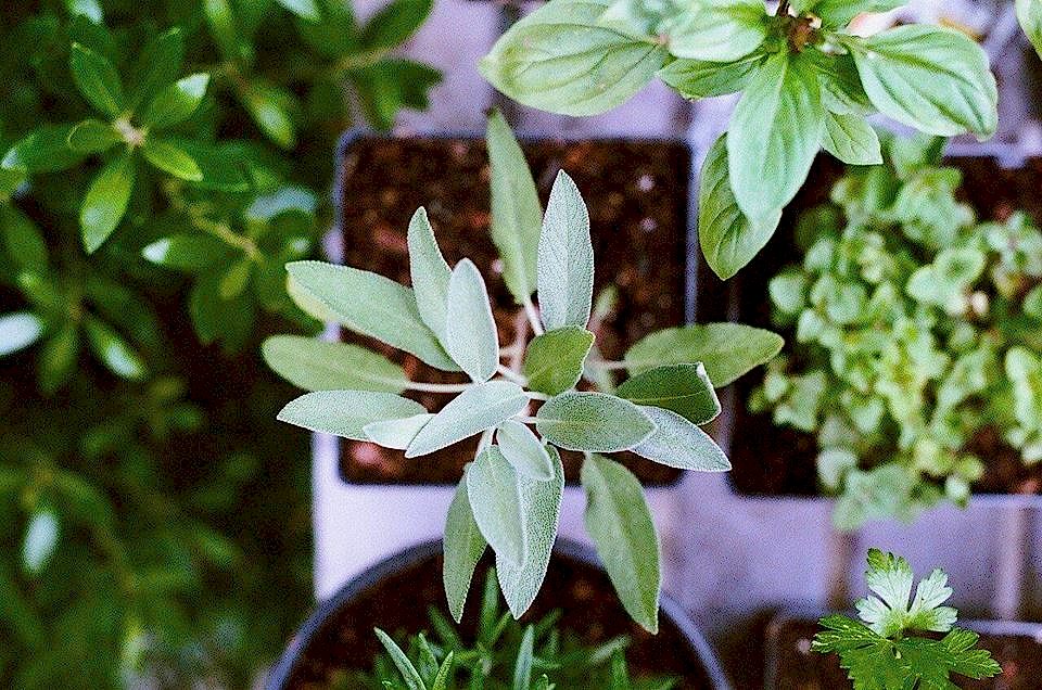 Garden plants