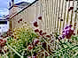 traditional featherboard fencing