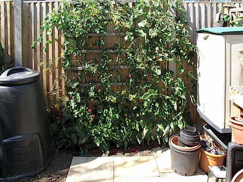 trellis for tomatos
