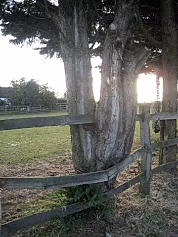 rail bent by tree