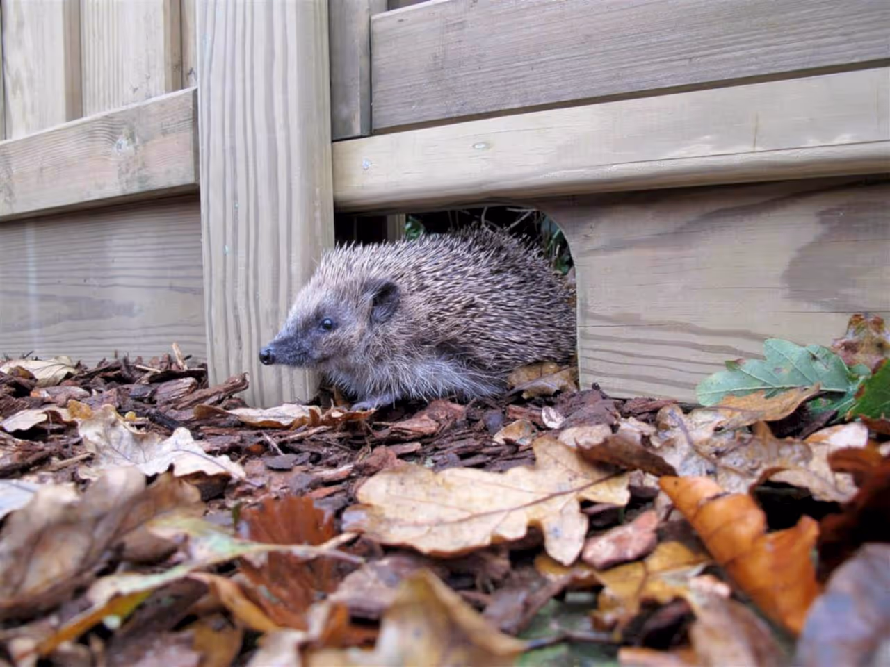 Hedgehog gravel board