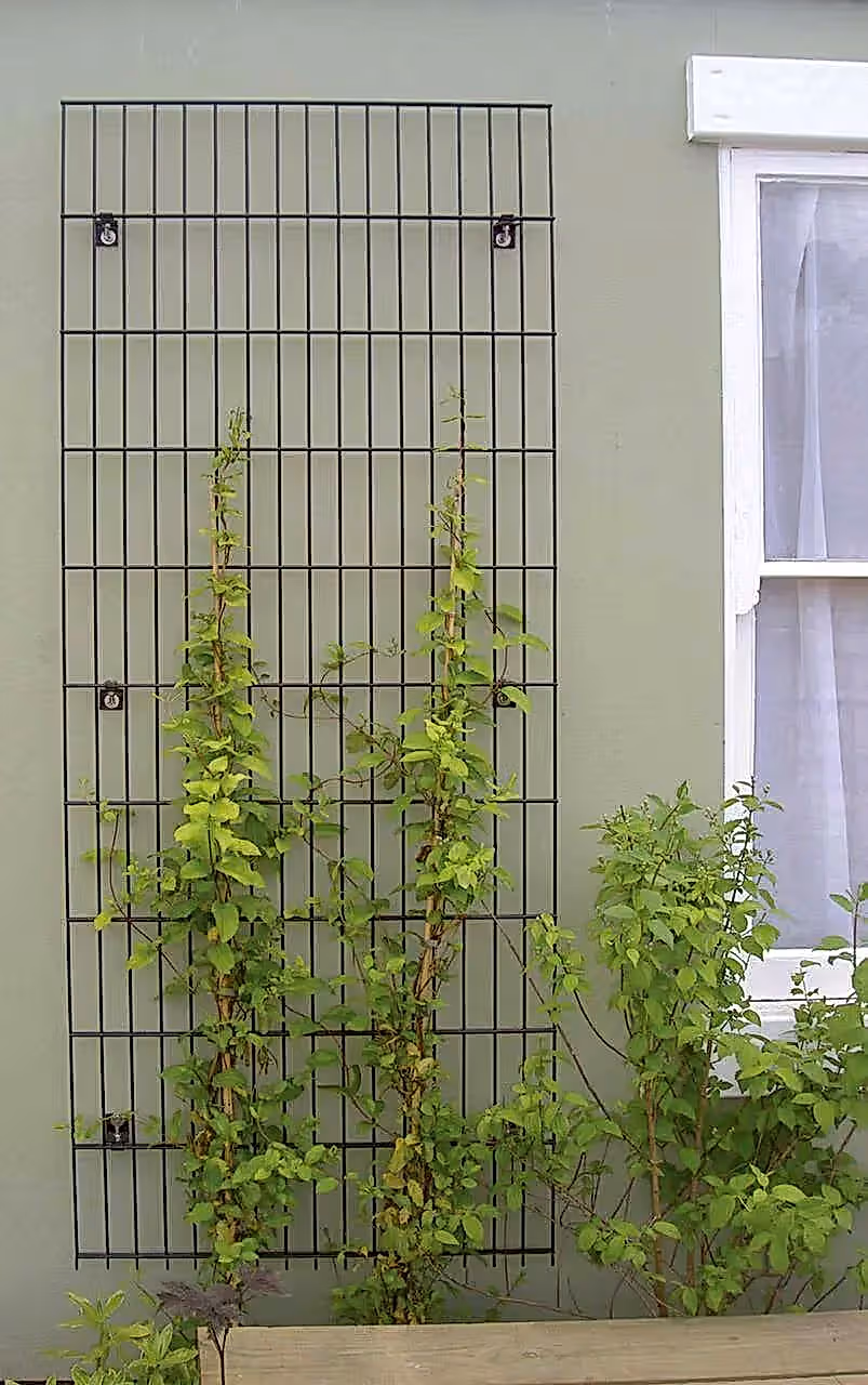 Metal Trellis for wall