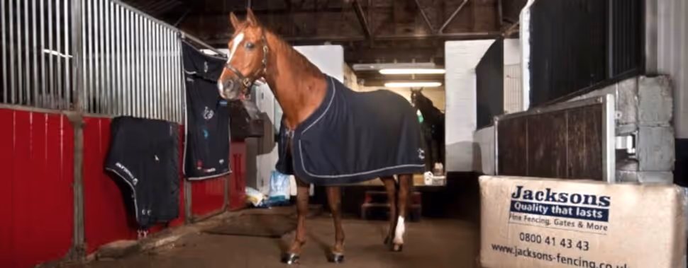 Horse Shavings 20kg